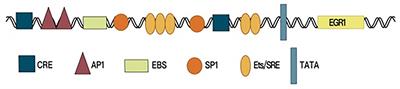 The Role of the Transcription Factor EGR1 in Cancer